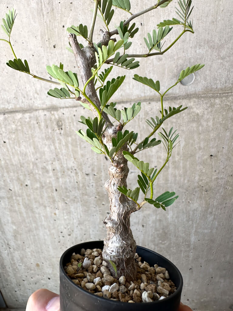 【現品限り】センナ・メリディオナリス 実生【AC17】 Senna meridionalis