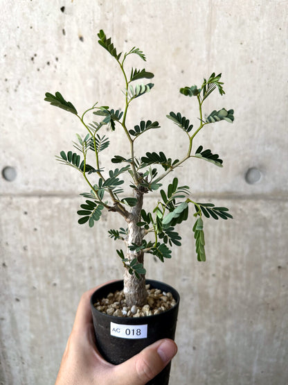 【現品限り】センナ・メリディオナリス 実生【AC18】 Senna meridionalis