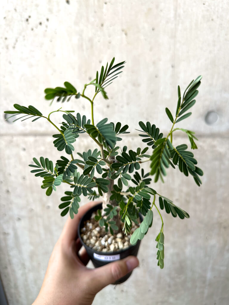 【現品限り】センナ・メリディオナリス 実生【AC18】 Senna meridionalis