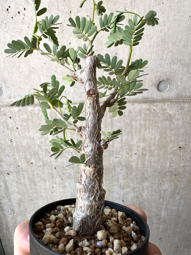 【現品限り】センナ・メリディオナリス 実生【AC18】 Senna meridionalis