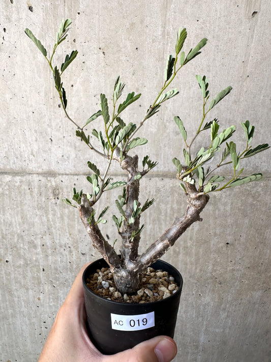 【現品限り】センナ・メリディオナリス 実生【AC19】 Senna meridionalis