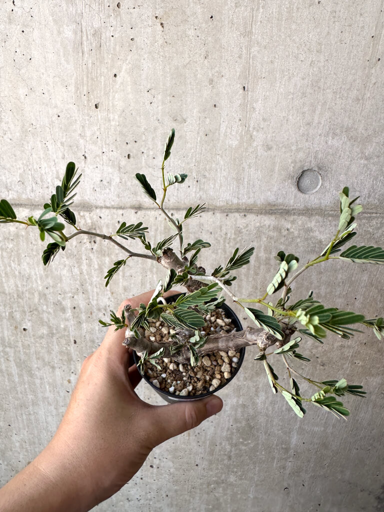 【現品限り】センナ・メリディオナリス 実生【AC19】 Senna meridionalis