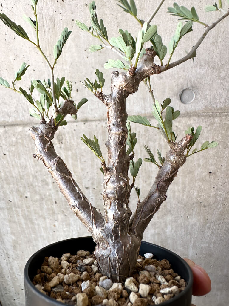 【現品限り】センナ・メリディオナリス 実生【AC19】 Senna meridionalis