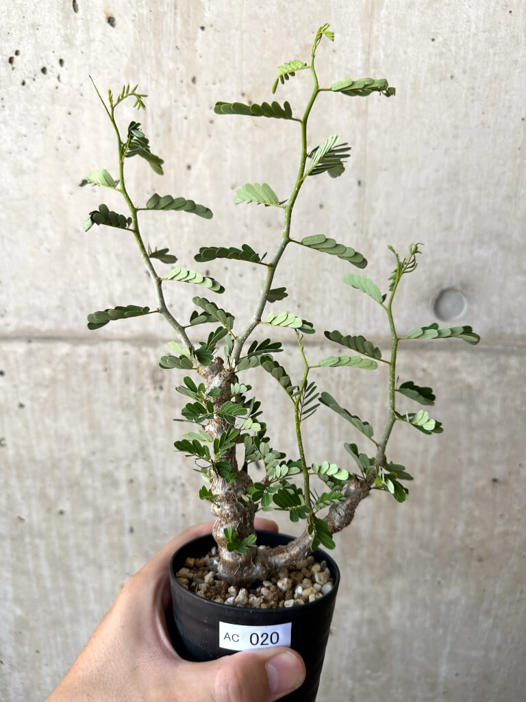 【現品限り】センナ・メリディオナリス 実生【AC20】 Senna meridionalis