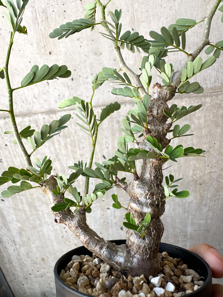 【現品限り】センナ・メリディオナリス 実生【AC20】 Senna meridionalis