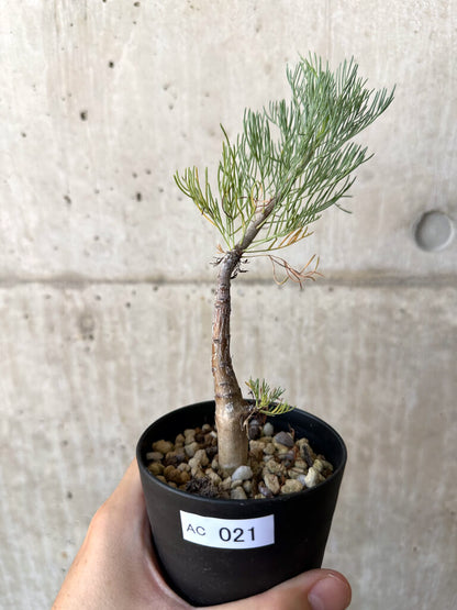 【現品限り】コミフォラ・クラウセリアーナ【AC21】 Commiphora kraeuseliana