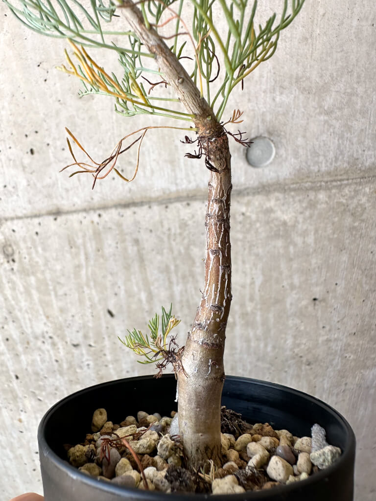 【現品限り】コミフォラ・クラウセリアーナ【AC21】 Commiphora kraeuseliana