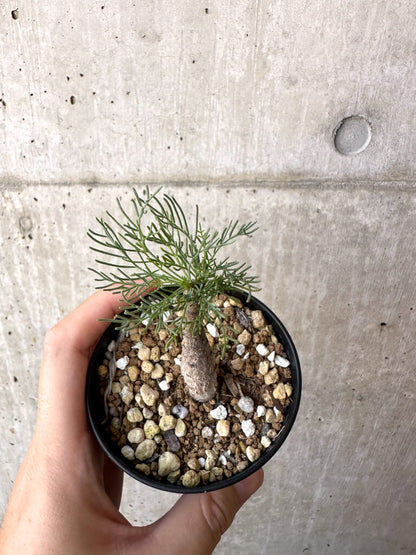 【現品限り】コミフォラ・クラウセリアーナ【AC22】 Commiphora kraeuseliana