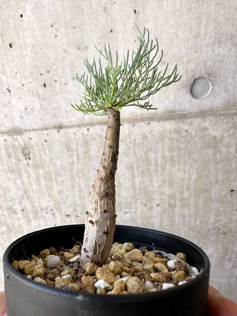 【現品限り】コミフォラ・クラウセリアーナ【AC22】 Commiphora kraeuseliana