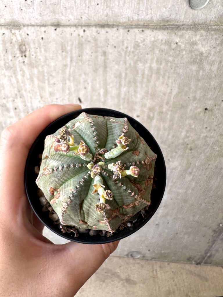 現品限り】ユーフォルビア・オベサ 【AC23】 Euphorbia obesa 塊根植物