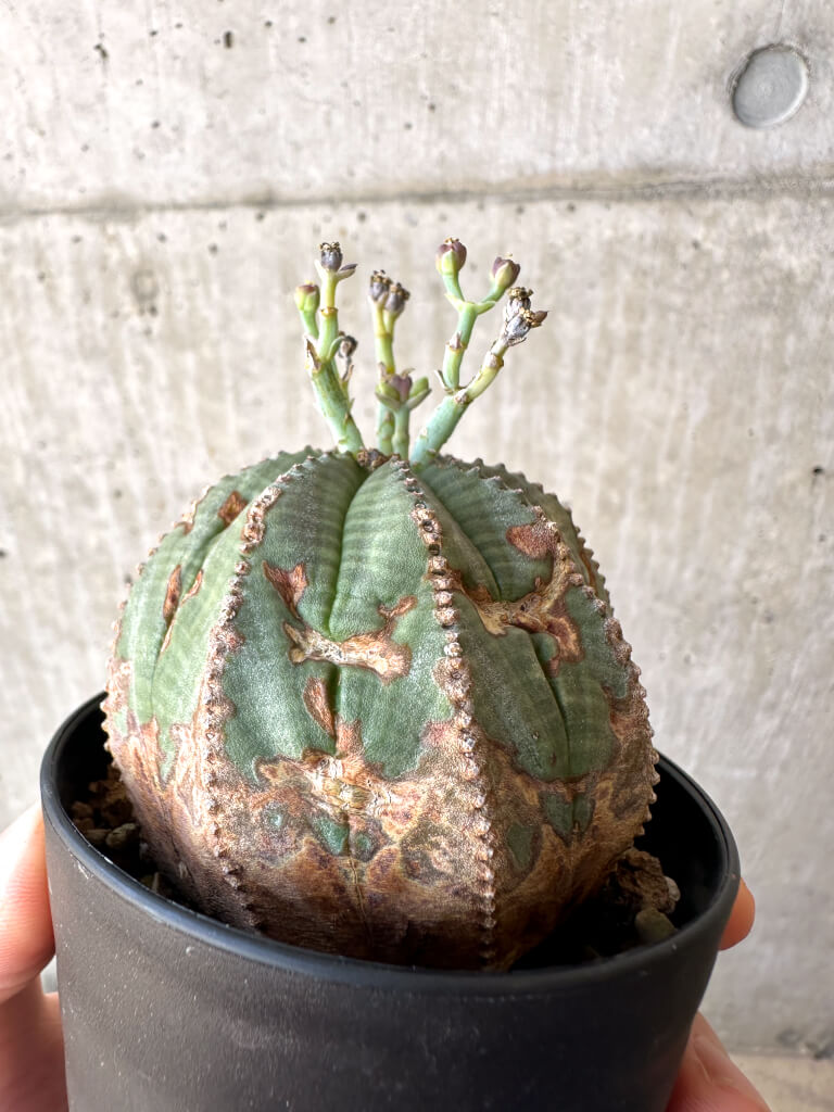 Euphorbia obesa ユーフォルビア オベサ 塊根植物 現品限り】ユーフォルビア・オベサ 【AC23】 Euphorbia obesa 塊根植物