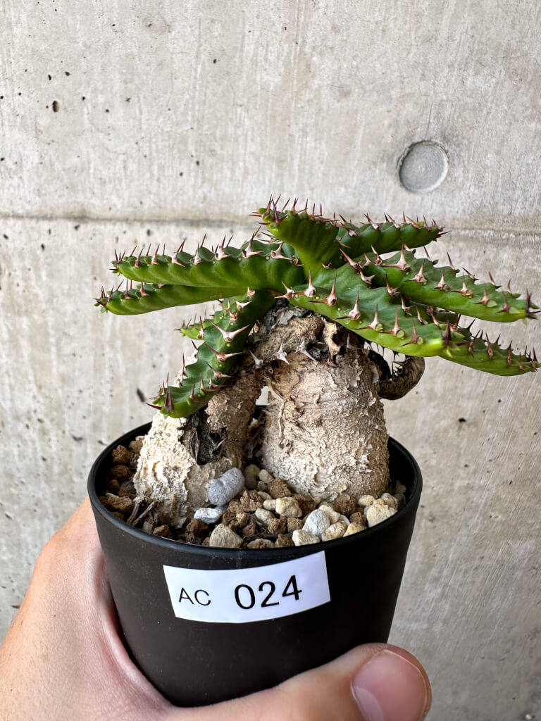 【現品限り】ユーフォルビア・ステラータ 飛竜【AC24】 Euphorbia stellata