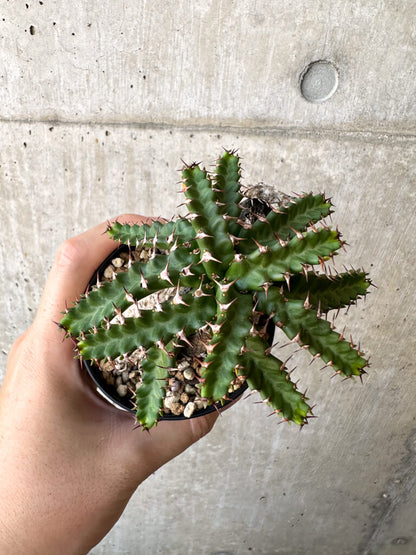 【現品限り】ユーフォルビア・ステラータ 飛竜【AC24】 Euphorbia stellata