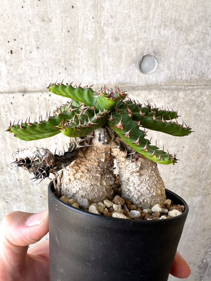 【現品限り】ユーフォルビア・ステラータ 飛竜【AC24】 Euphorbia stellata