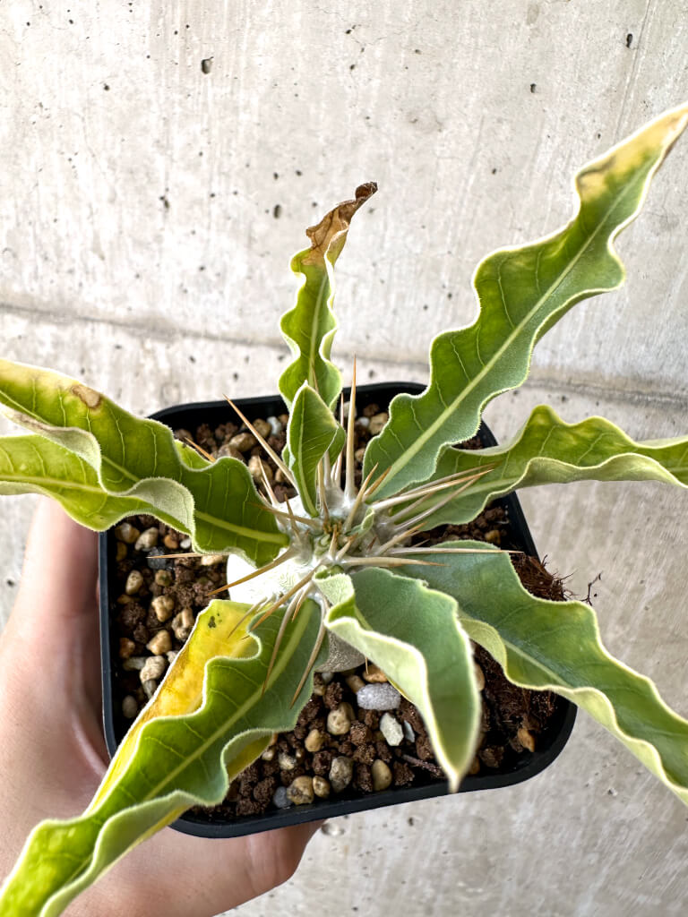 現品限り】パキポディウム・レアリー 良型【AC25】 Pachypodium lealii
