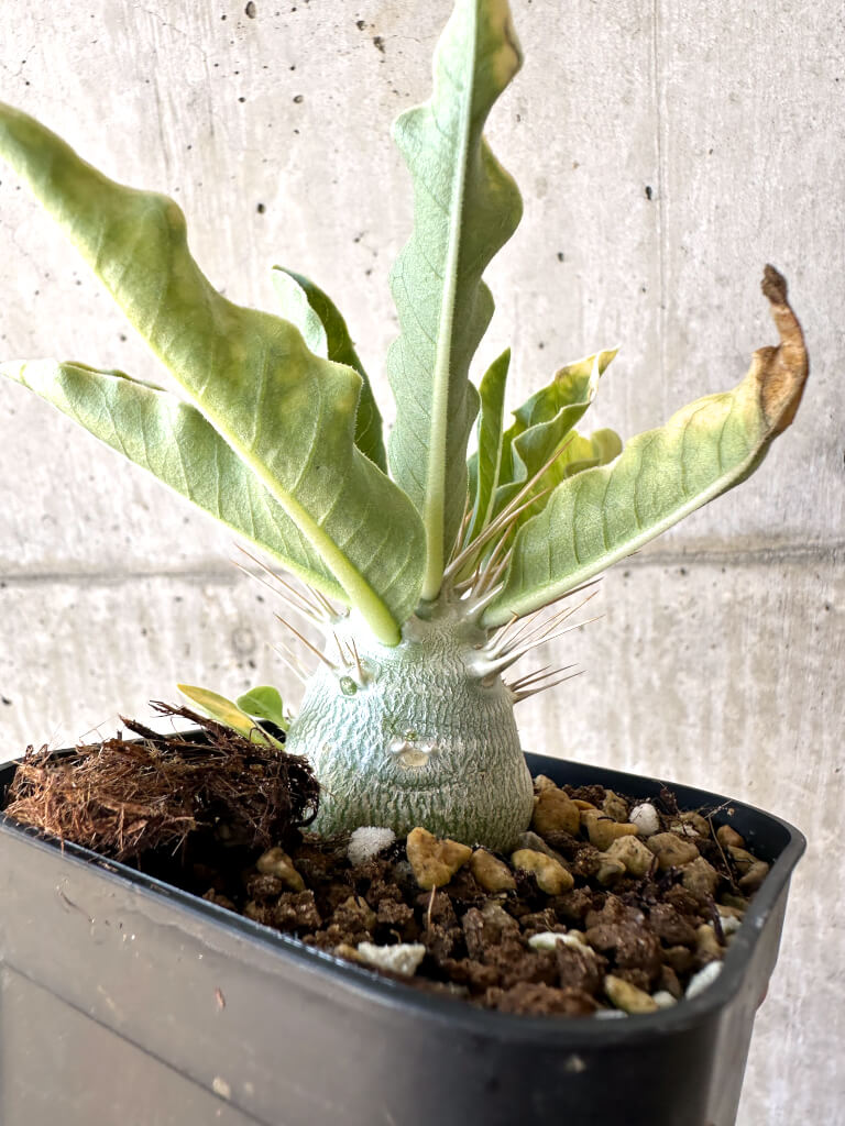 現品限り】パキポディウム・レアリー 良型【AC25】 Pachypodium lealii