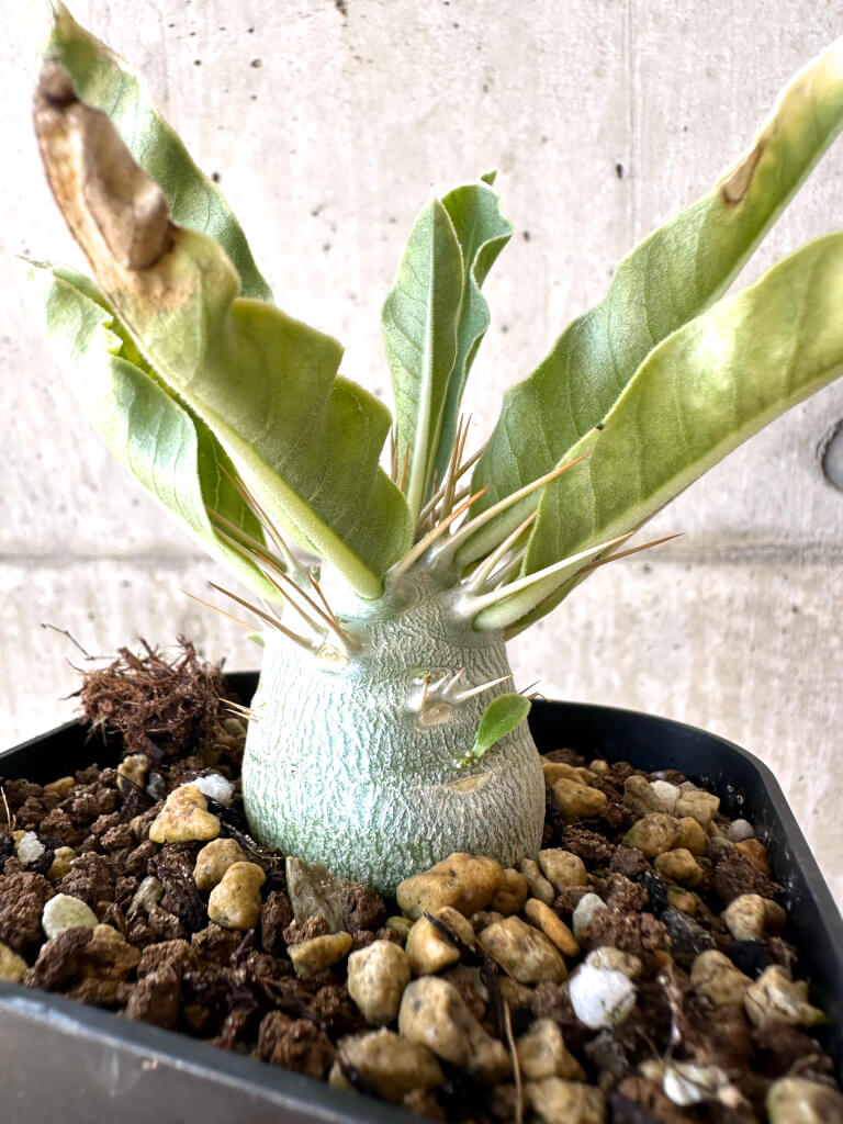 現品限り】パキポディウム・レアリー 良型【AC25】 Pachypodium lealii