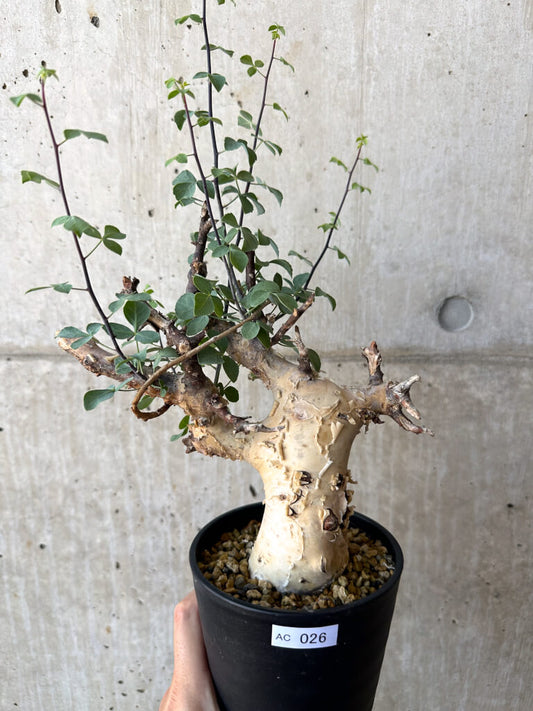 【現品限り】コミフォラ・カタフ ソマリア ピュア 現地株 発根済み【AC26】 Commiphora kataf Somalia