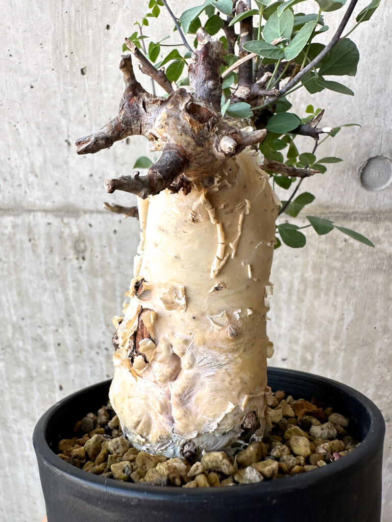 【現品限り】コミフォラ・カタフ ソマリア ピュア 現地株 発根済み【AC26】 Commiphora kataf Somalia