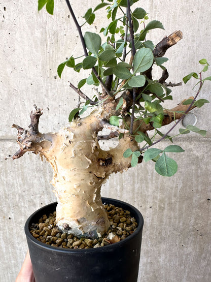 【現品限り】コミフォラ・カタフ ソマリア ピュア 現地株 発根済み【AC26】 Commiphora kataf Somalia