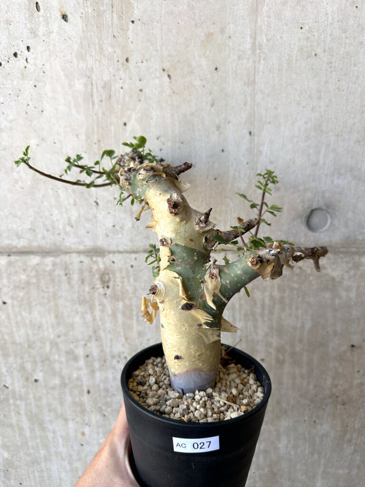 【現品限り】コミフォラ・カタフ ターカネンシス 現地株 発根済み【AC27】 Commiphora kataf turkanensis
