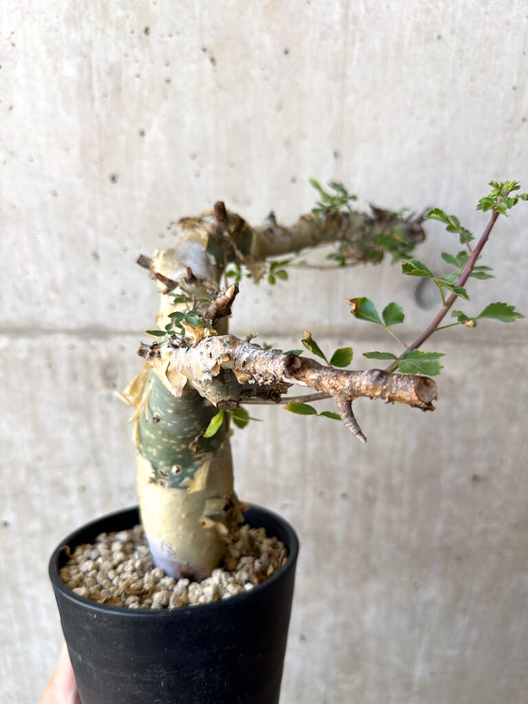 【現品限り】コミフォラ・カタフ ターカネンシス 現地株 発根済み【AC27】 Commiphora kataf turkanensis