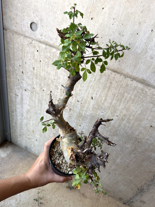 【現品限り】コミフォラ・カタフ ターカネンシス 現地株 発根済み【AC28】 Commiphora kataf turkanensis