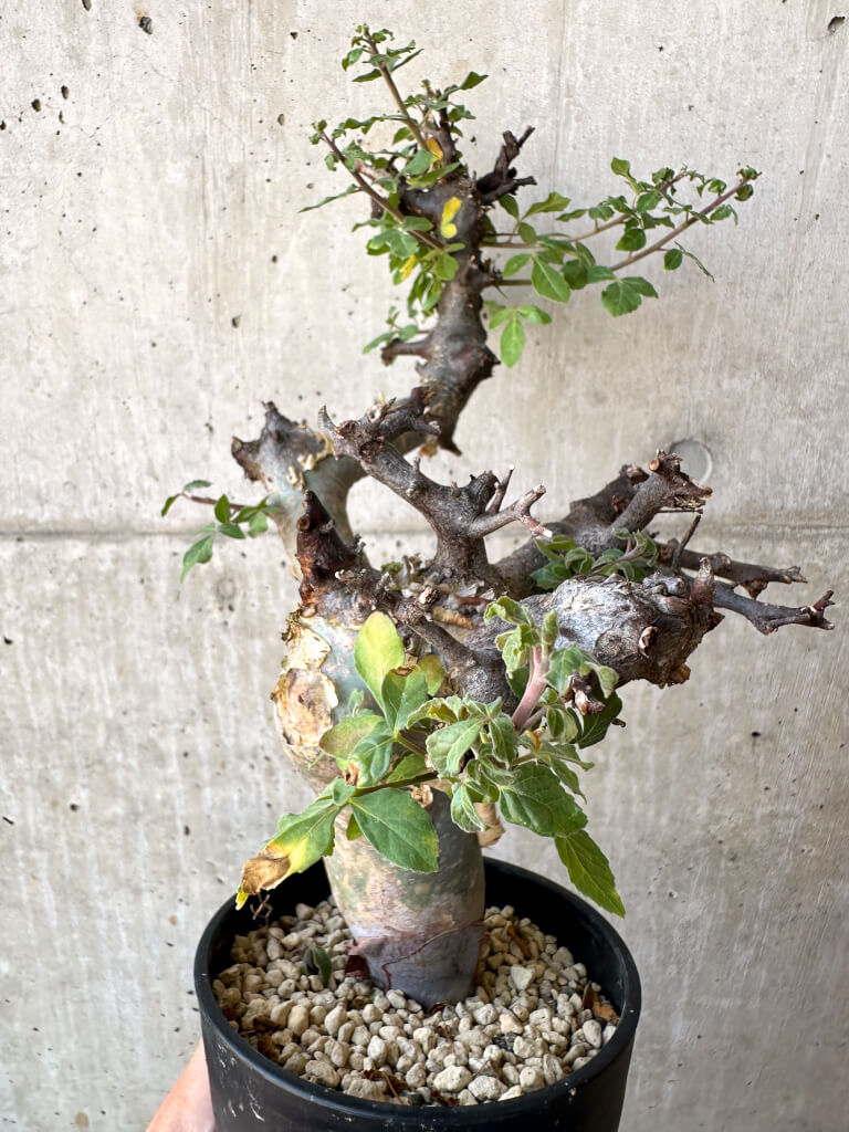 【現品限り】コミフォラ・カタフ ターカネンシス 現地株 発根済み【AC28】 Commiphora kataf turkanensis
