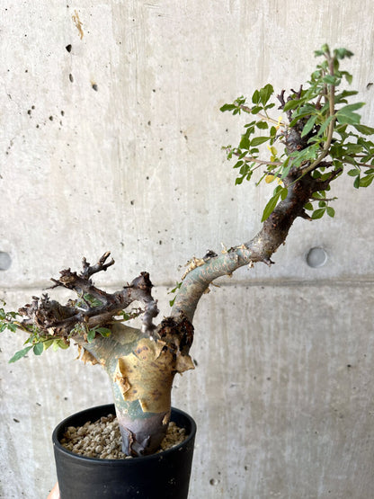 【現品限り】コミフォラ・カタフ ターカネンシス 現地株 発根済み【AC28】 Commiphora kataf turkanensis