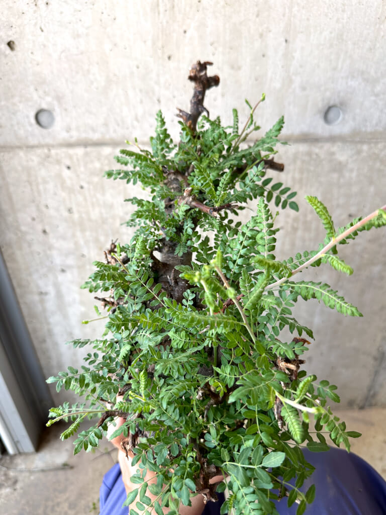 【現品限り】ボスウェリア・ネグレクタ ブラックスキン 現地株 発根済み【AC31】 Boswellia neglecta