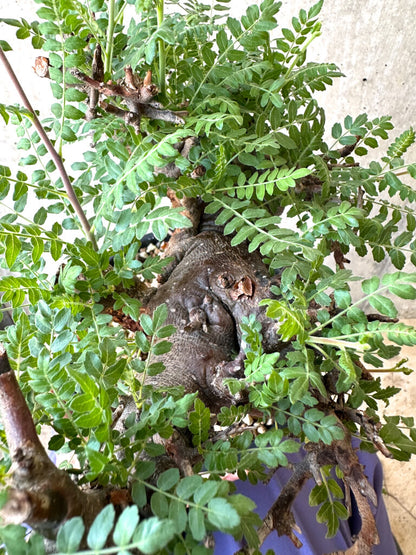 【現品限り】ボスウェリア・ネグレクタ ブラックスキン 現地株 発根済み【AC31】 Boswellia neglecta