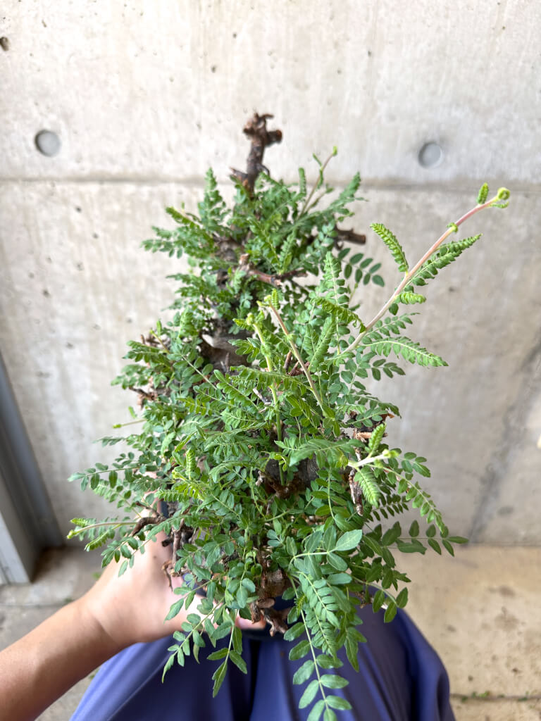 【現品限り】ボスウェリア・ネグレクタ ブラックスキン 現地株 発根済み【AC31】 Boswellia neglecta