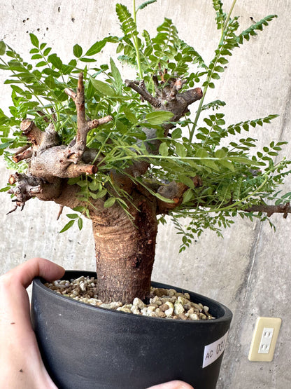 【現品限り】ボスウェリア・ネグレクタ ブラックスキン 現地株 発根済み【AC31】 Boswellia neglecta