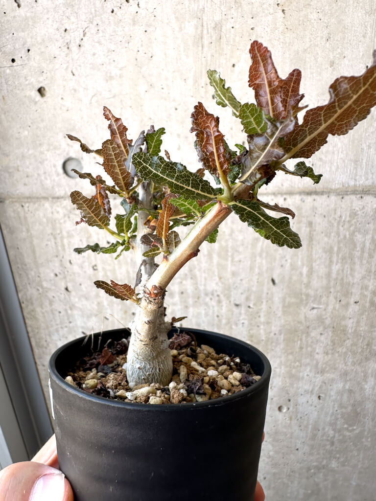 現品限り】ボスウェリア・ナナ 大株【AC32】 Boswellia nana 塊根植物