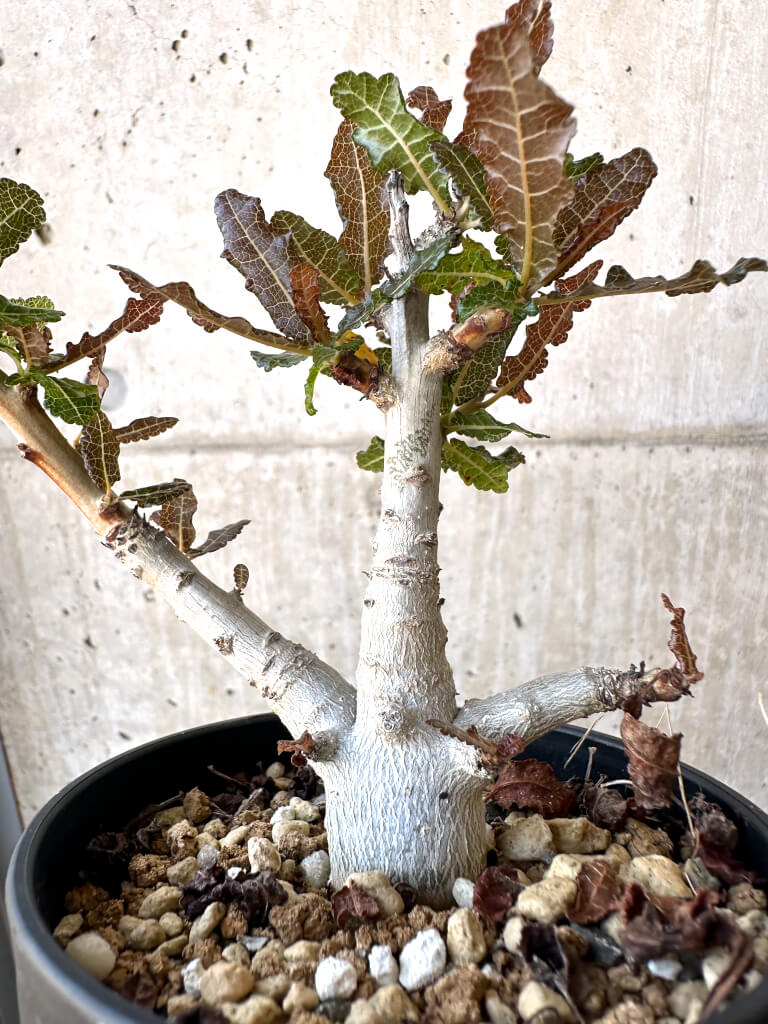 現品限り】ボスウェリア・ナナ 大株【AC32】 Boswellia nana 塊根植物