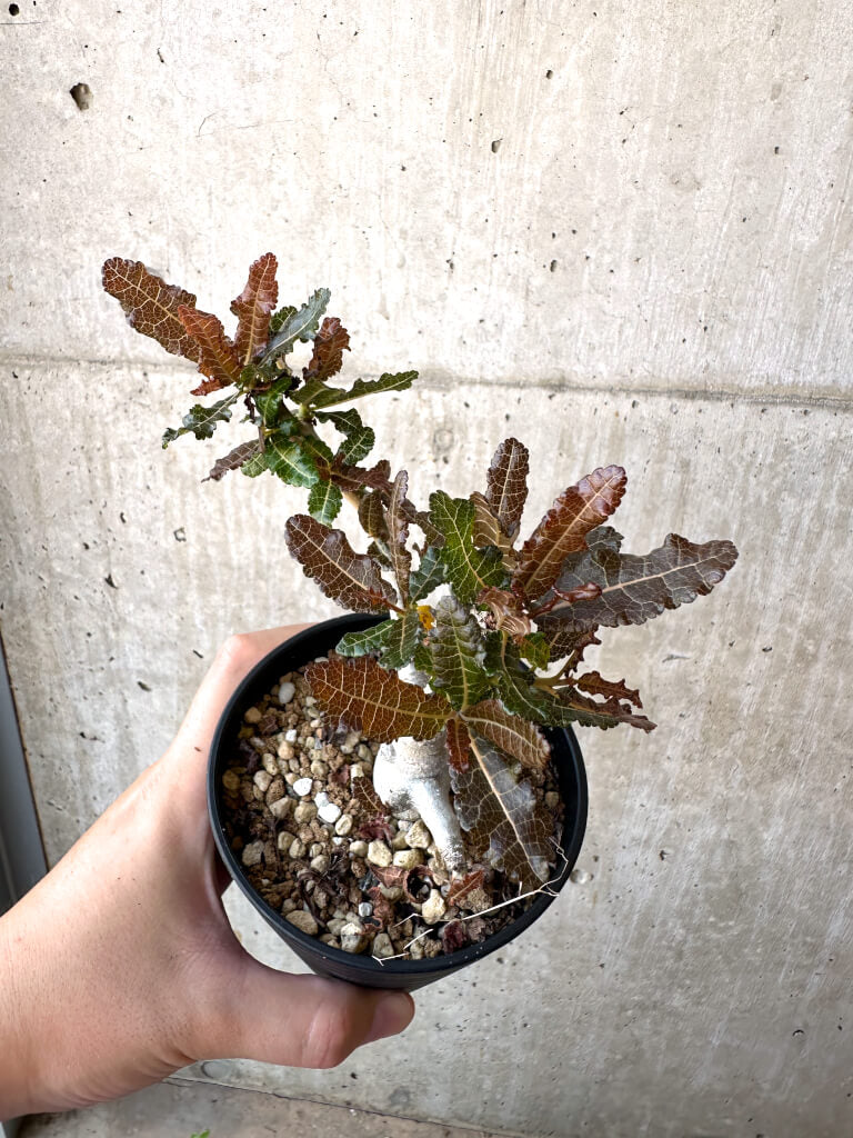 現品限り】ボスウェリア・ナナ 大株【AC32】 Boswellia nana 塊根植物
