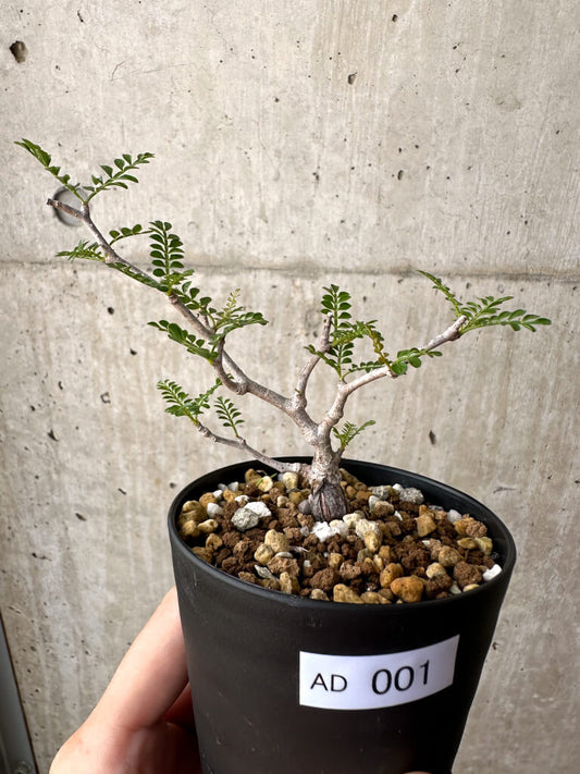 【現品限り】オペルクリカリア・パキプス 根挿し【AD1】 Operculicarya pachypus