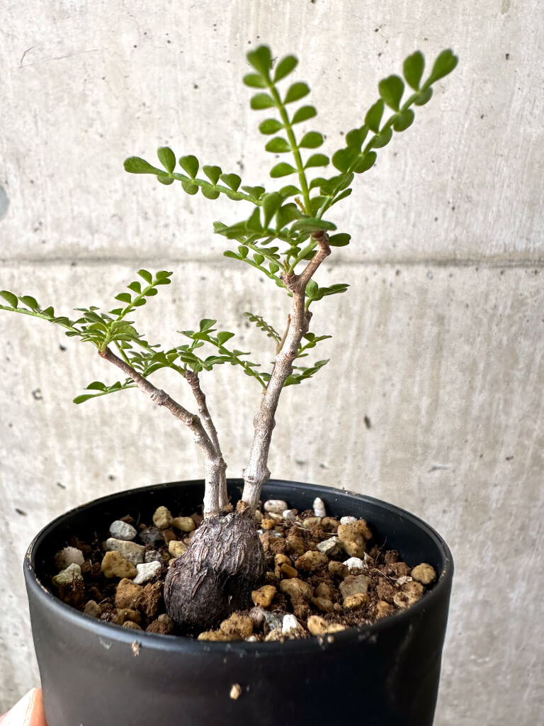 【現品限り】オペルクリカリア・パキプス 根挿し【AD10】 Operculicarya pachypus