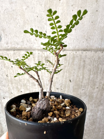 【現品限り】オペルクリカリア・パキプス 根挿し【AD10】 Operculicarya pachypus