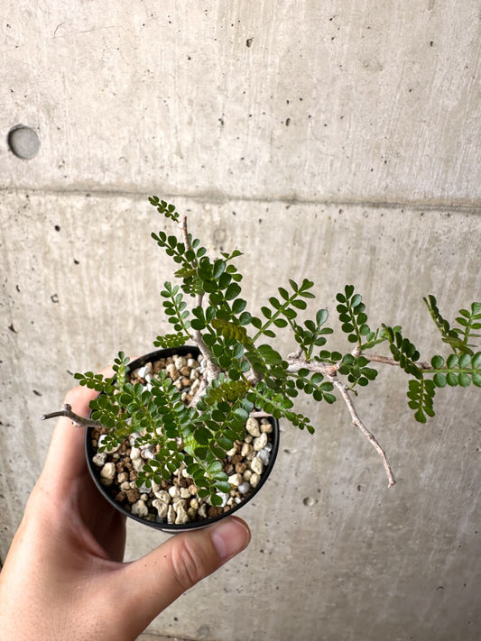 【現品限り】オペルクリカリア・パキプス 根挿し【AD11】 Operculicarya pachypus