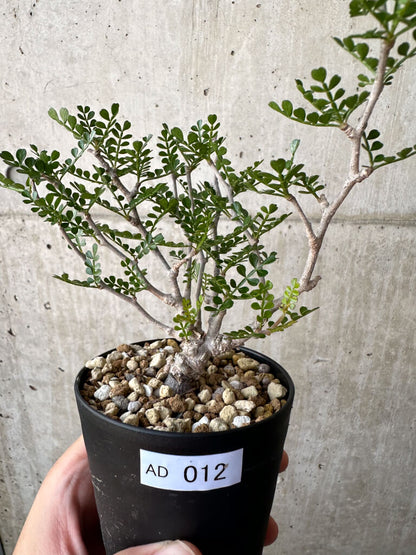 【現品限り】オペルクリカリア・パキプス 根挿し【AD12】 Operculicarya pachypus