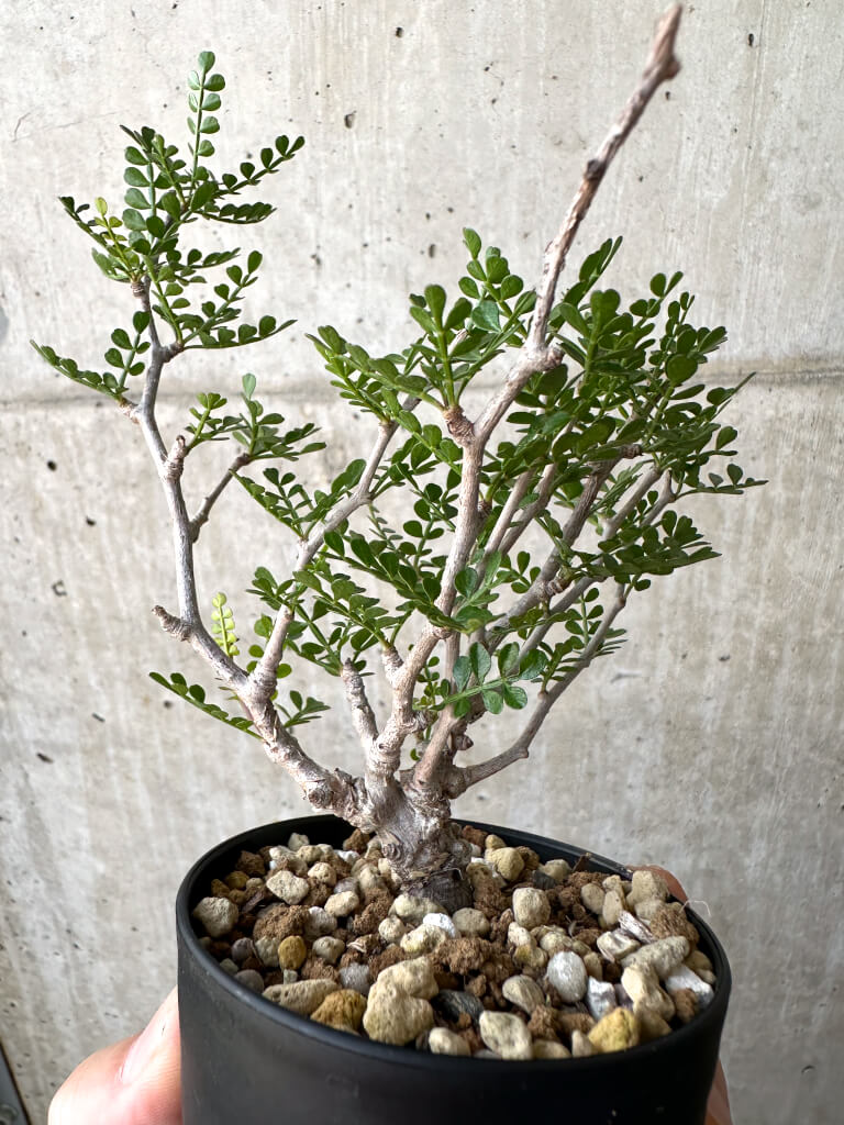 【現品限り】オペルクリカリア・パキプス 根挿し【AD12】 Operculicarya pachypus