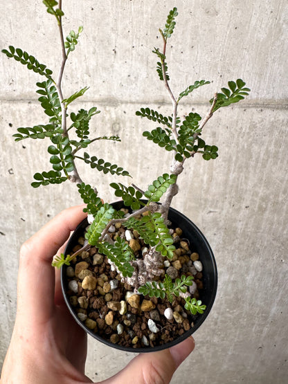 【現品限り】オペルクリカリア・パキプス 根挿し【AD13】 Operculicarya pachypus