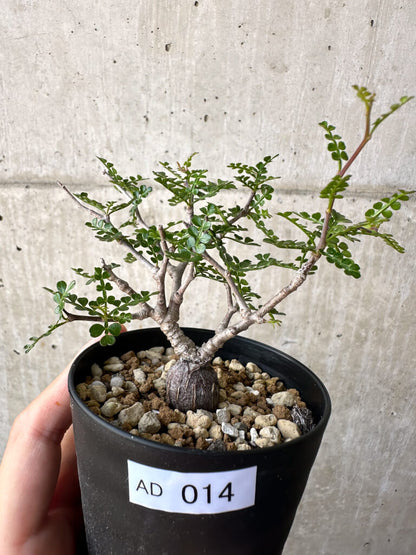 【現品限り】オペルクリカリア・パキプス 根挿し【AD14】 Operculicarya pachypus