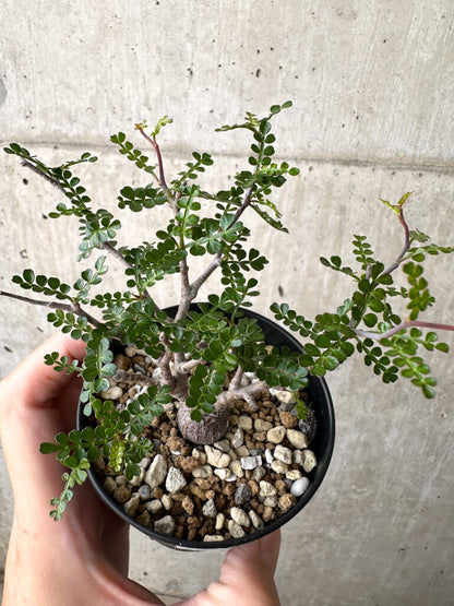 【現品限り】オペルクリカリア・パキプス 根挿し【AD14】 Operculicarya pachypus