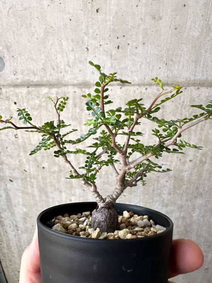 【現品限り】オペルクリカリア・パキプス 根挿し【AD14】 Operculicarya pachypus