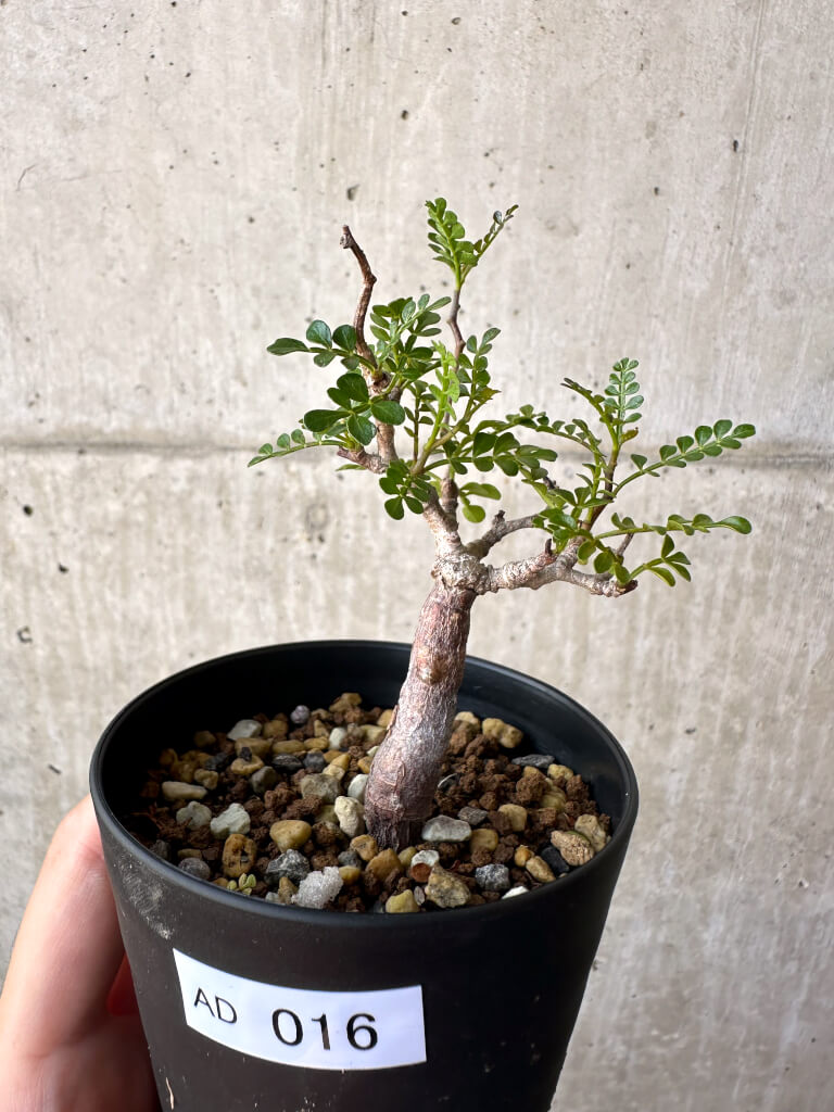 【現品限り】オペルクリカリア・パキプス 根挿し【AD16】 Operculicarya pachypus