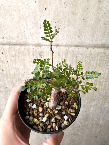 【現品限り】オペルクリカリア・パキプス 根挿し【AD16】 Operculicarya pachypus