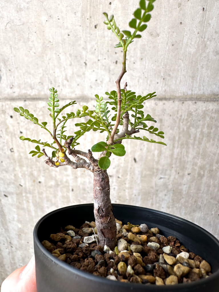 【現品限り】オペルクリカリア・パキプス 根挿し【AD16】 Operculicarya pachypus