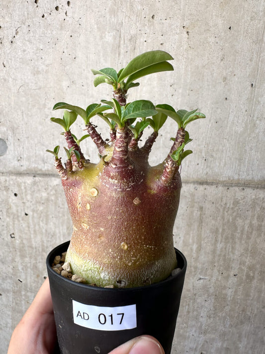 【現品限り】アデニウム・アラビカム ブラックスキン【AD17】 Adenium arabicum ‘Black skin’
